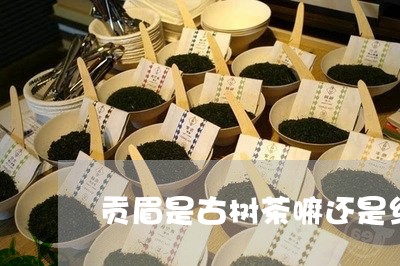 贡眉是古树茶嘛还是红茶/2023032962049