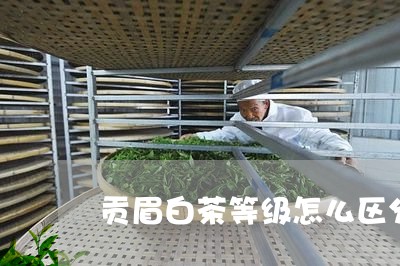 贡眉白茶等级怎么区分的/2023032966149