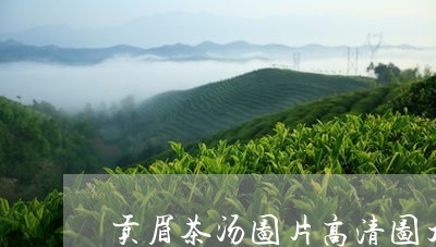 贡眉茶汤图片高清图大全/2023032907369