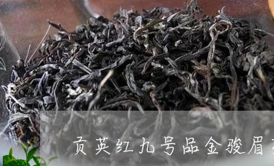 贡英红九号品金骏眉茶叶/2023032972703