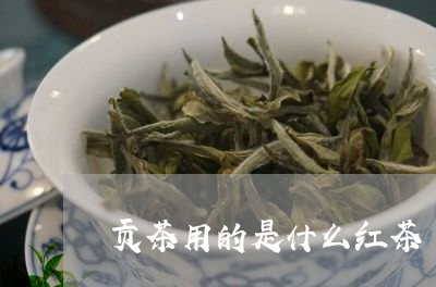 贡茶用的是什么红茶/2023041542851