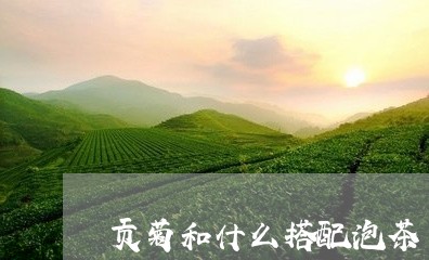 贡菊和什么搭配泡茶/2023032015941