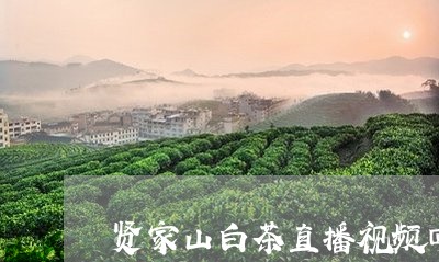 贤家山白茶直播视频回放/2023032968373