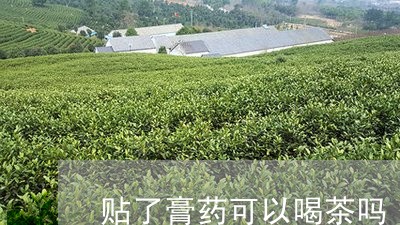 贴了膏药可以喝茶吗/2023041682715