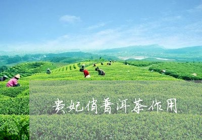 贵妃俏普洱茶作用/2023031760383