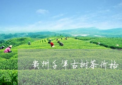 贵州千年古树茶价格/2023032162724