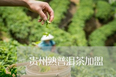 贵州熟普洱茶加盟/2023032919692