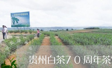 贵州白茶70周年茶饼价格/2023033187371