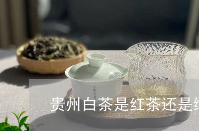 贵州白茶是红茶还是绿茶/2023032990514