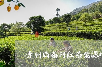 贵州白茶网红茶发源地村/2023032931516