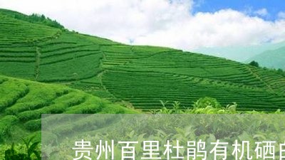 贵州百里杜鹃有机硒白茶/2023032916179