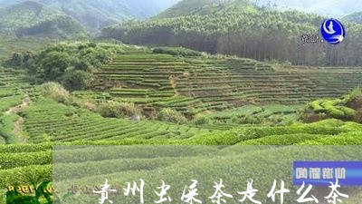 贵州虫屎茶是什么茶/2023041556258