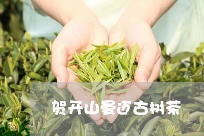 贺开山曼迈古树茶/2023032697279