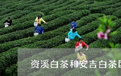 资溪白茶和安吉白茶区别/2023032984939