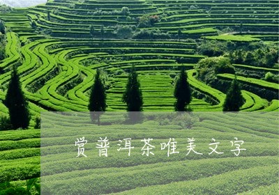 赏普洱茶唯美文字/2023033058150