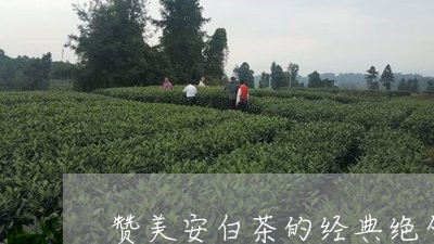 赞美安白茶的经典绝句/2023032944825