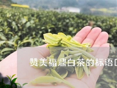 赞美福鼎白茶的标语口号/2023032958261