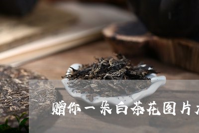 赠你一朵白茶花图片大全/2023032929504