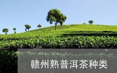 赣州熟普洱茶种类/2023031651402