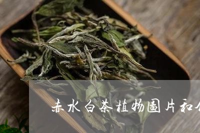 赤水白茶植物图片和介绍/2023032912617