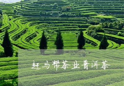 赶马帮茶业普洱茶/2023041034834