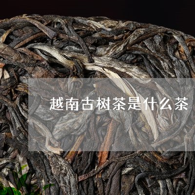 越南古树茶是什么茶/2023032144716