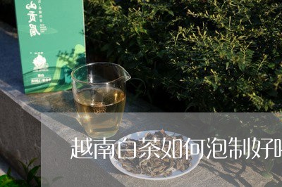 越南白茶如何泡制好喝的/2023032948272