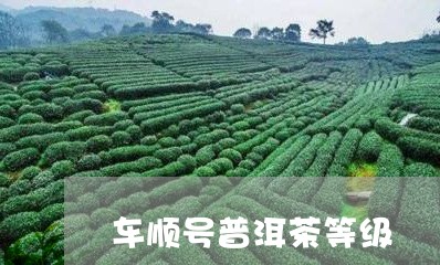 车顺号普洱茶等级/2023031647169