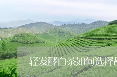 轻发酵白茶如何选择品牌/2023032917582