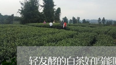 轻发酵的白茶好吗能喝吗/2023032941827