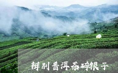 辨别普洱茶碎银子/2023041075947