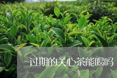 过期的关心茶能喝吗/2023041404718