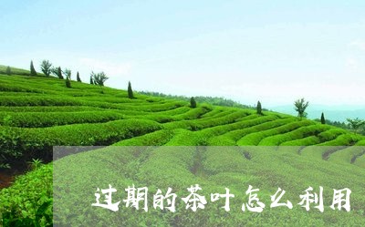 过期的茶叶怎么利用/2023032271692