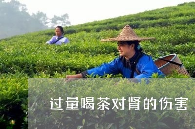 过量喝茶对肾的伤害/2023032070835