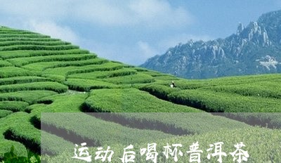 运动后喝杯普洱茶/2023041391928