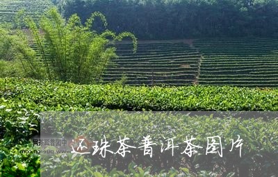 还珠茶普洱茶图片/2023041296049