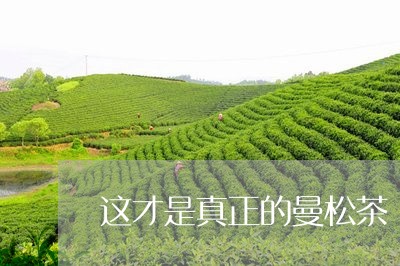 这才是真正的曼松茶/2023041480794