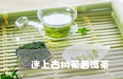 迷上古树茶普洱茶/2023031619392