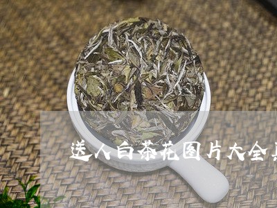 送人白茶花图片大全真实/2023032960584