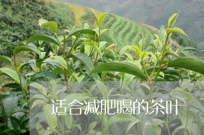 适合减肥喝的茶叶/2023032650581