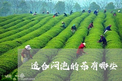 适合闷泡的茶有哪些/2023041596070