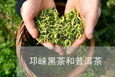 邛崃黑茶和普洱茶/2023031635069