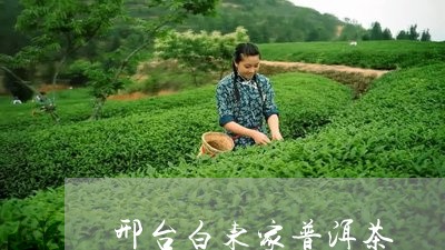 邢台白东家普洱茶/2023040997481