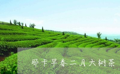 那卡早春二月大树茶/2023041637481