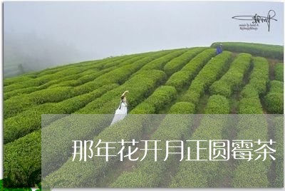 那年花开月正圆霉茶/2023041682514