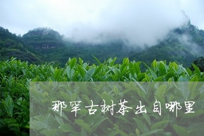 那罕古树茶出自哪里/2023032285471