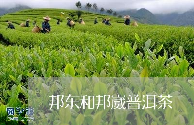 邦东和邦崴普洱茶/2023033152726