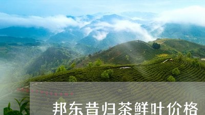 邦东昔归茶鲜叶价格/2023032262404