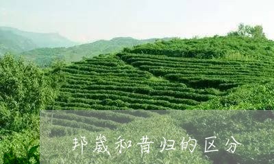 邦崴和昔归的区分/2023032392625