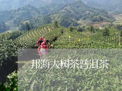 邦海大树茶普洱茶/2023041190412